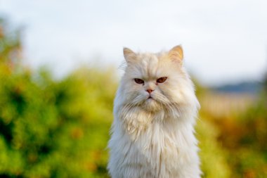Persian Cat clipart