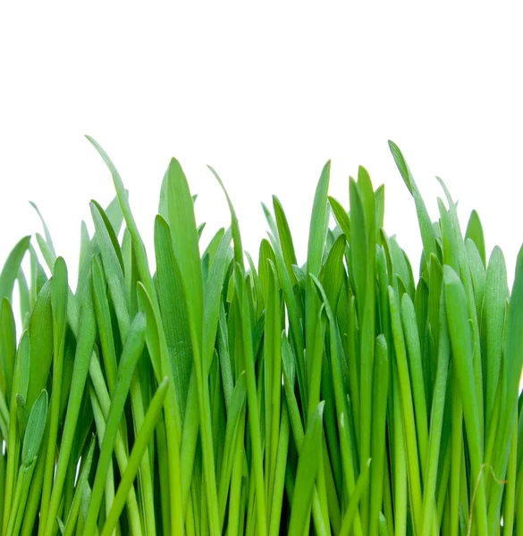 stock image Green grass