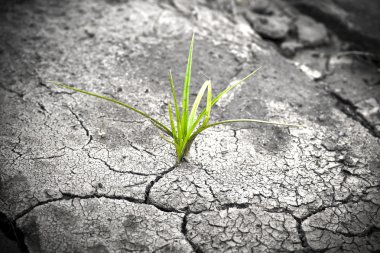 Plant in dried cracked mud. New life. clipart