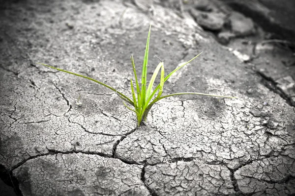 stock image Plant in dried cracked mud. New life.