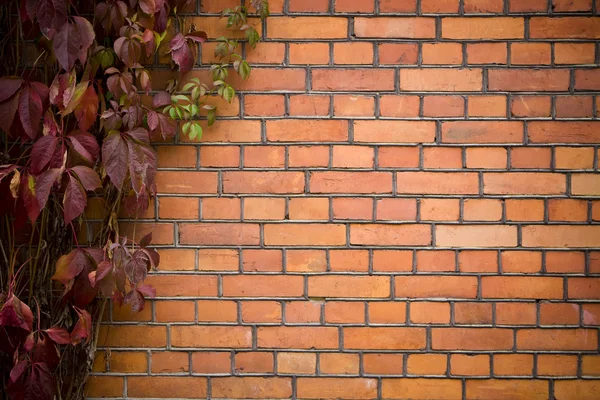 Muro de ladrillo cubierto de hiedra — Foto de Stock