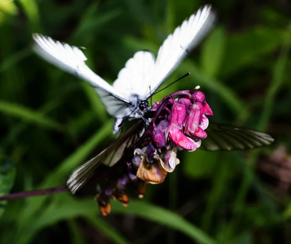 꽃과 나비 — 스톡 사진