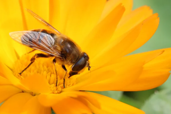 Abelhas coletam néctar — Fotografia de Stock