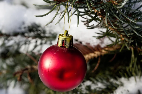 Palla rossa su un albero di Natale festivo — Foto Stock