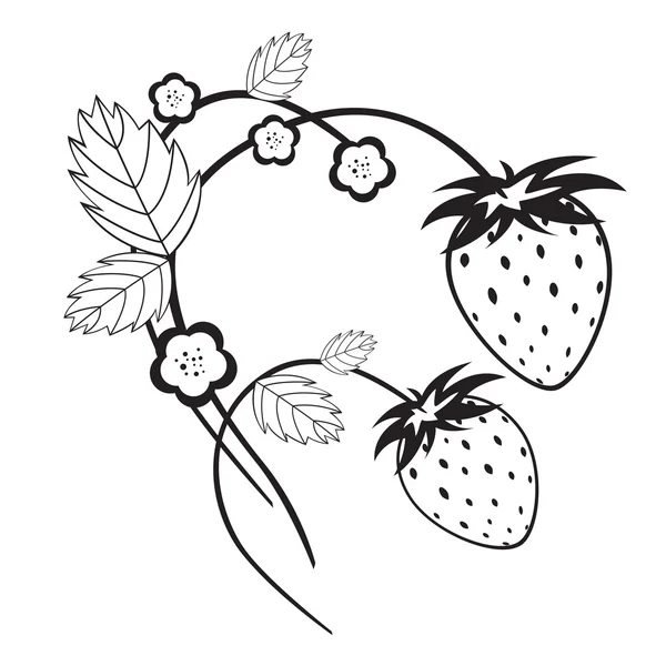 Einfarbige Erdbeeren mit Blüten — Stockvektor