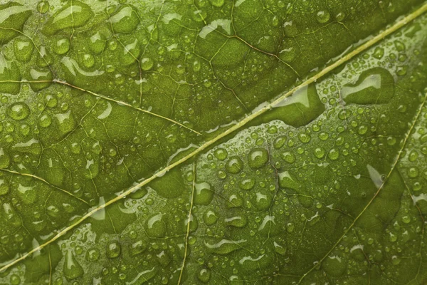 stock image Fresh green leaf