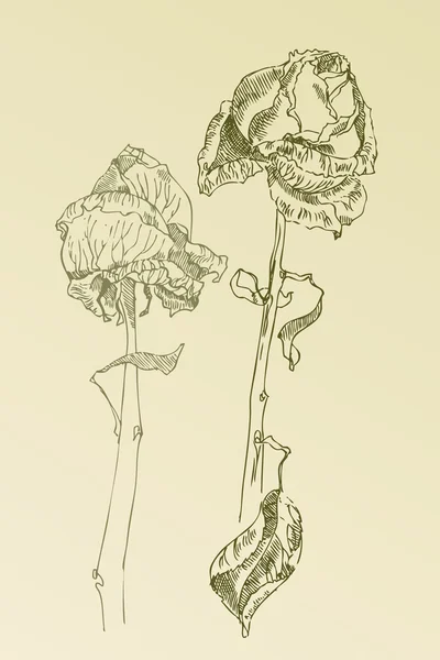 Rosas dibujadas a mano — Archivo Imágenes Vectoriales