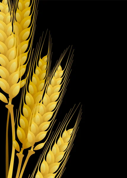 Pšenice na černém pozadí — Stockový vektor