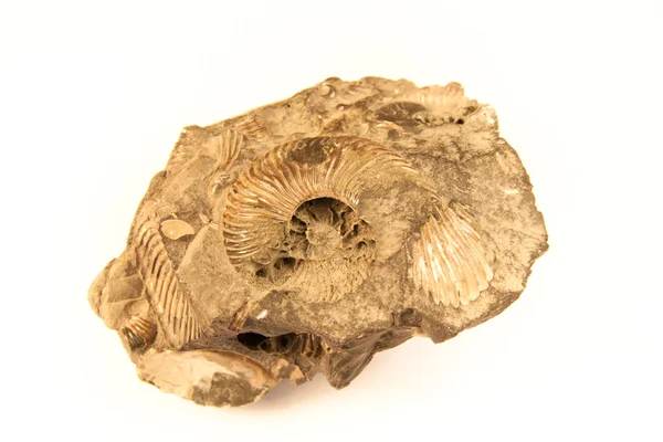 stock image Shell fossil