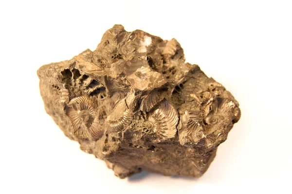 Fósil de concha — Foto de Stock