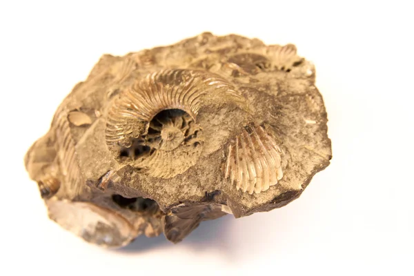 Fósil de concha — Foto de Stock