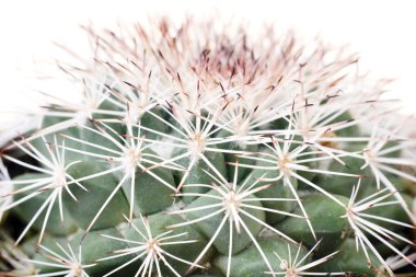 primer plano de cactus de fondo