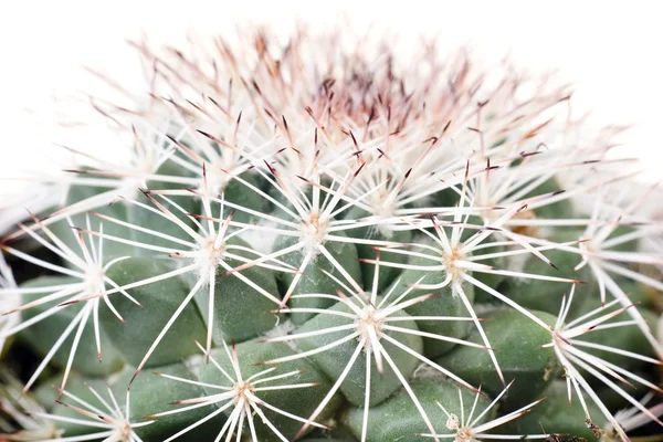 Cactus close-up of white background — Stock Photo, Image