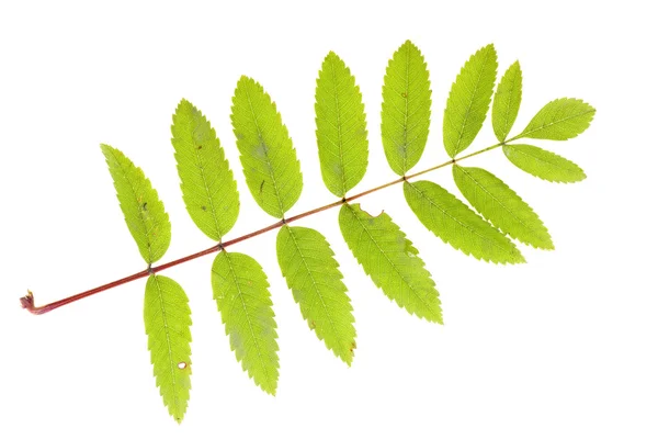 Rowan leaf isolerade — Stockfoto