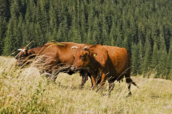 Vaca en el prado de montaña — Foto de Stock