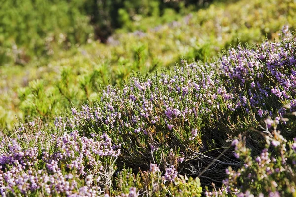 stock image Heather on a mountain slope