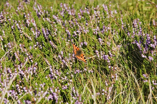 Vlinder aan bloemen van heather — Stockfoto