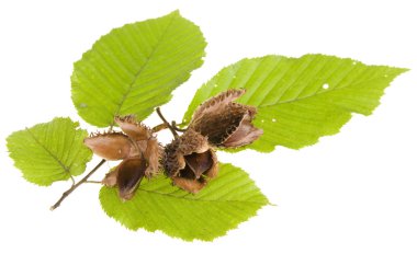 Beech nuts and leaves on white background clipart