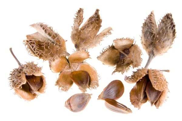 Beech nuts on white background — Stock Photo, Image