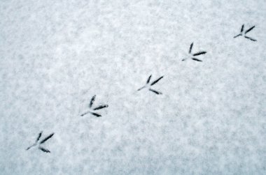 Tracks from the footprints of a bird in the snow clipart