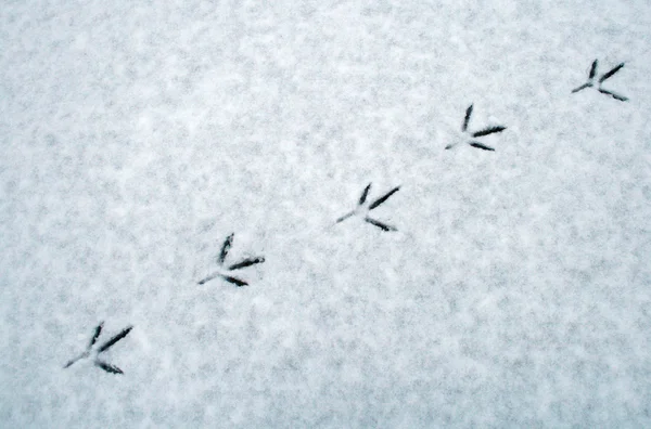 Zeneszámokat a lábnyomok egy madár a hóban Stock Kép