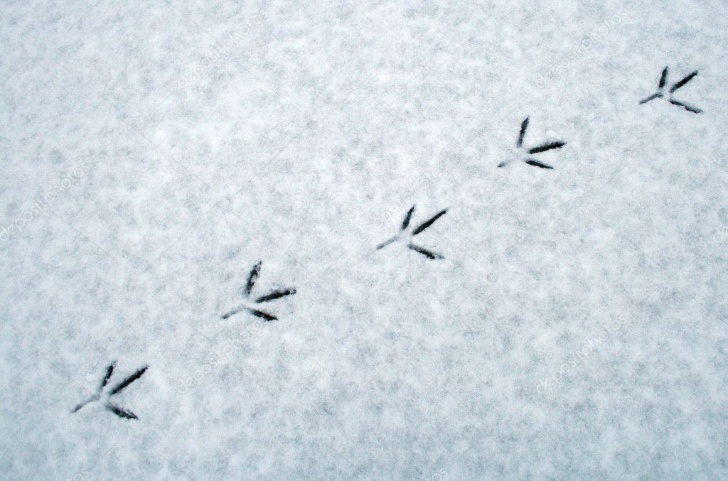 Tracks from the footprints of a bird in the snow
