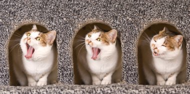 Cat is yawning continuous action clipart