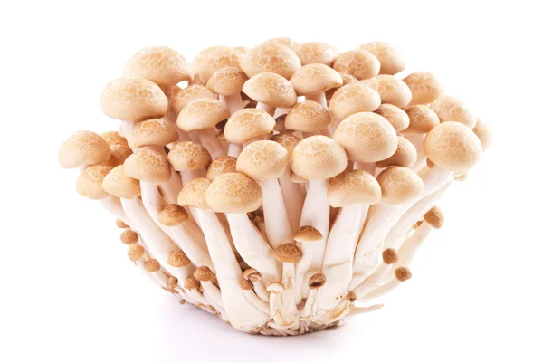 stock image Isolated fresh mushroom group