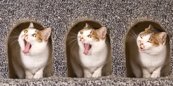 Cat is yawning continuous action — ストック写真