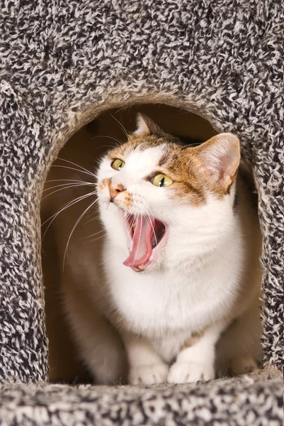 Кошка зевает непрерывно. — стоковое фото