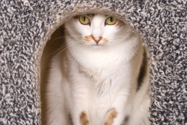 Lovely cat portrait in cat's house clipart