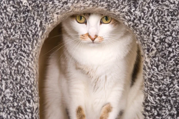 Grazioso ritratto di gatto nella casa del gatto — Foto Stock