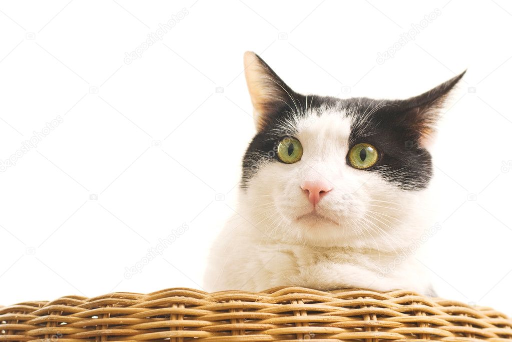 Portrait of black and white cat on sofa