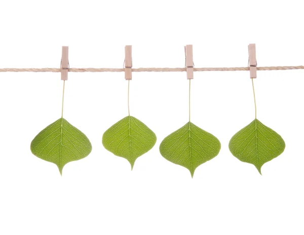 Série folhas verdes pendurar na corda — Fotografia de Stock