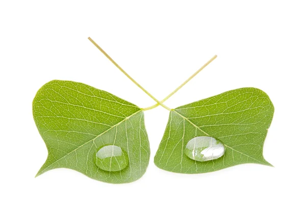 Green leaves with drop — Stock Photo, Image