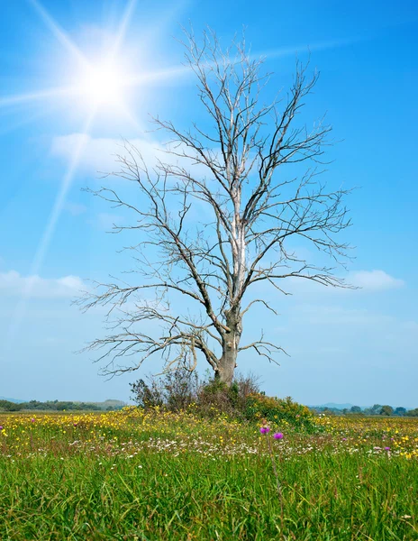 Одинокое сухое дерево на зеленом лугу в летнее время — стоковое фото