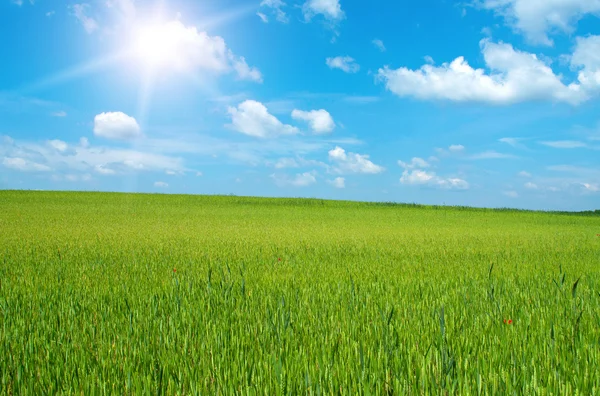 Пшеничное поле под солнцем весной — стоковое фото