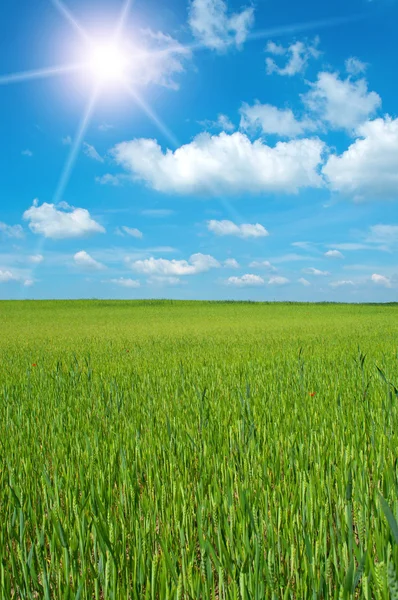 Beautiful wheat-field in sunshine in spring — Stock Photo, Image