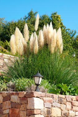 Pampas-grass in the garden clipart