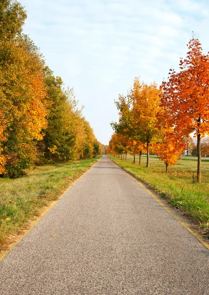 秋の木々 を渡って導く自転車道路 — ストック写真