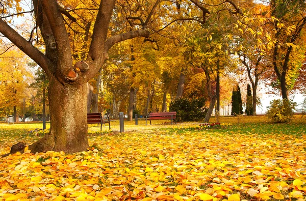 雨の日の美しい秋の公園 — ストック写真