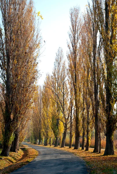 Old road leads across the autumn poplar lined — Stock Photo, Image
