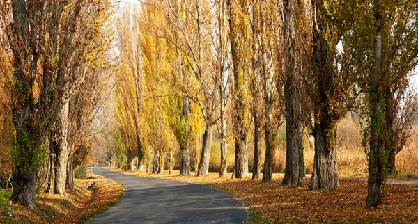 Old road leads across the autumn poplar lined — Stock Photo, Image