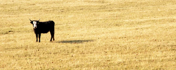 stock image Alone on the meadow in autumn