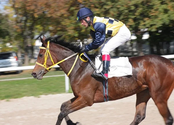 Hästkapplöpning finish — Stockfoto