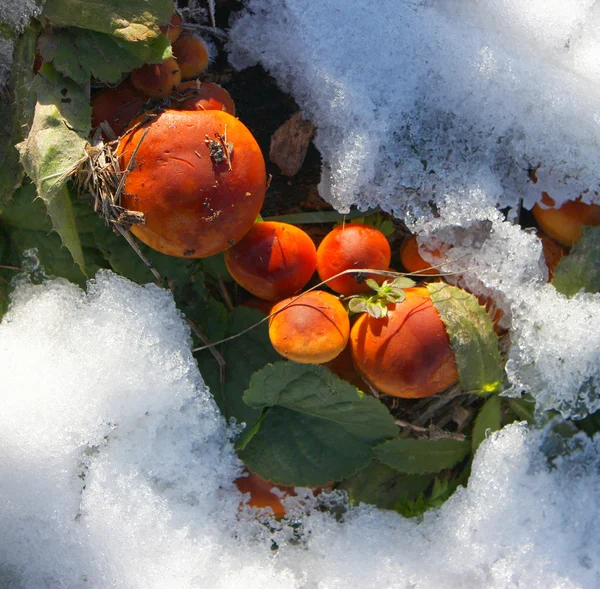 Las setas en invierno. — Foto de Stock