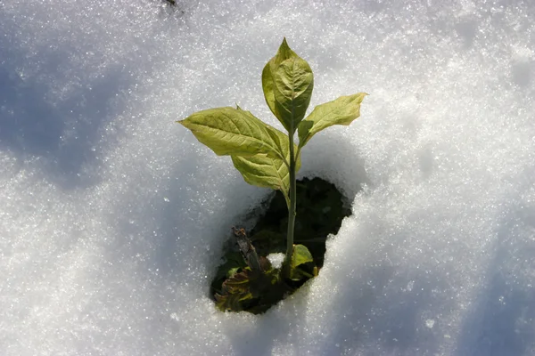 stock image Green Plant from Snow