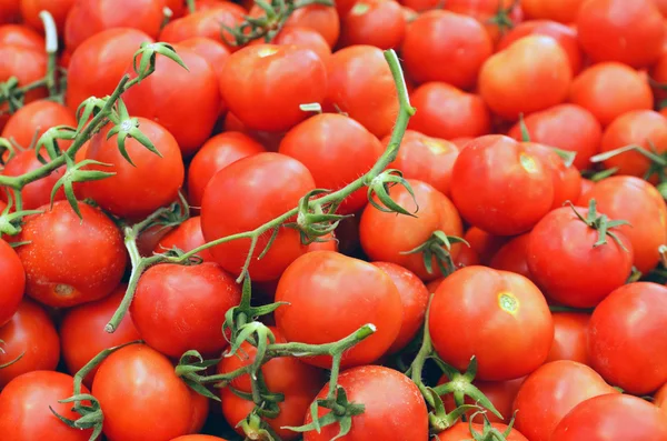 Zavření rajčat — Stock fotografie