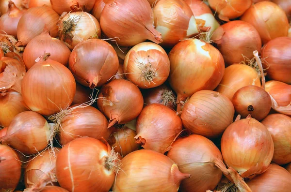 Close up of onion — Stock Photo, Image