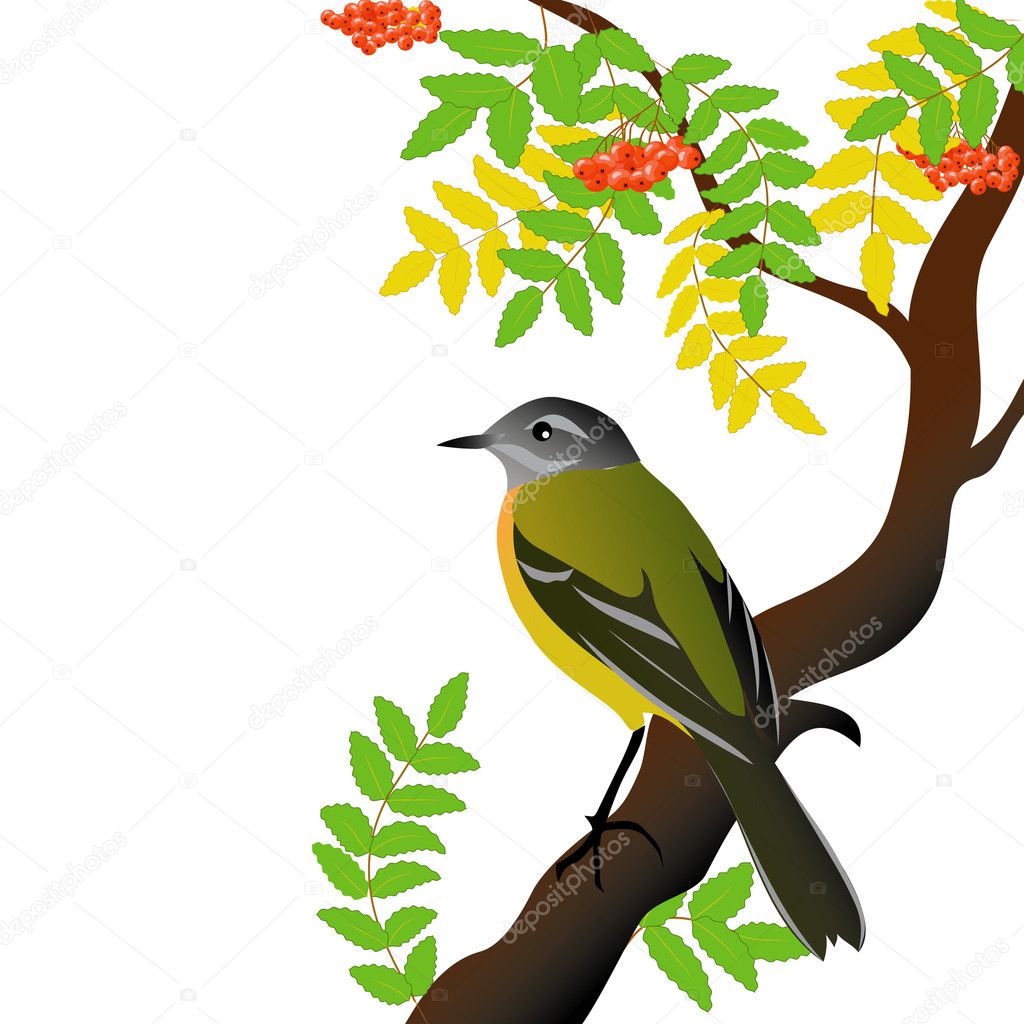 Vector illustration with bird and rowanberry